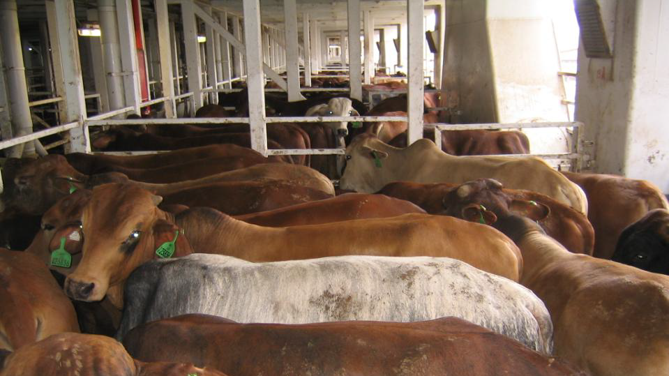 Live Export Only Telling Part of the Story